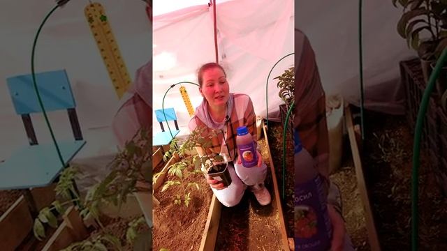 ПОДКОРМКА ПЕРЦА В ТЕПЛИЦЕ ? смотреть онлайн