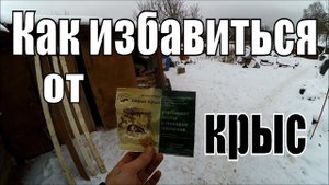 Как избавиться от крыс и мышей