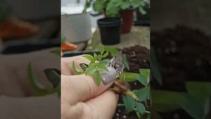 роза с пятерочки- реанимирую.