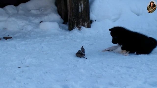 Обучение щенка лайки. ч1