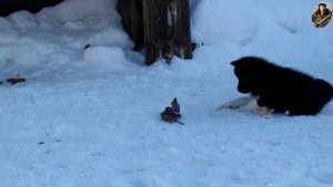 Обучение щенка лайки. ч1