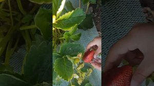 Небольшой сбор клубники сортов " Вибрант, Пирченкью. Надя".