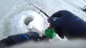 Судак в восторге от этих вибов / Новые расцветки Bassday / Рыбалка зимой со льда