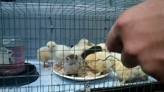 Цыплята пород Брама и Первомайские 2. смотреть онлайн