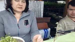 Вегетативное или семенное размножение. Что выгоднее?