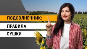 Сушка подсолнечника: советы
