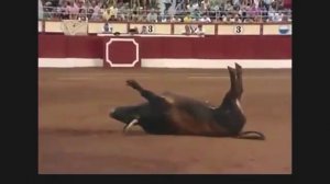 Тореодор одним приёмом повалил быка на спину круто
