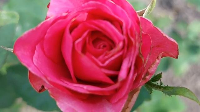 21 октября День Пелагеи- Ознобицы. Что нельзя делать в этот день. Народные приметы. смотреть онлайн