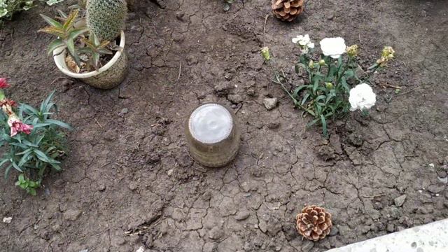 Всё цветет и пахнет. смотреть онлайн