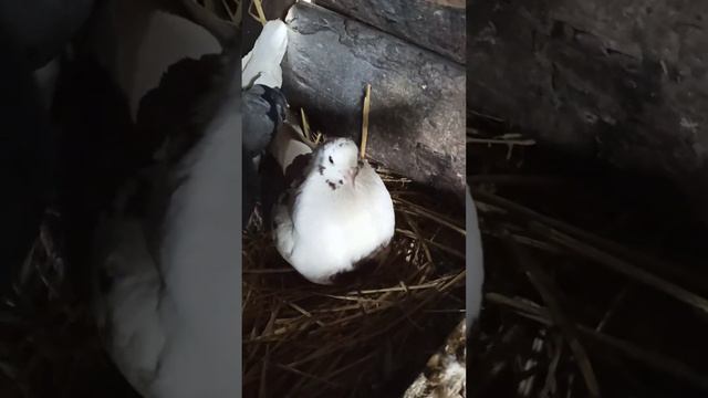 маленькие голуби смотреть онлайн