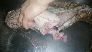 Внутренности налима