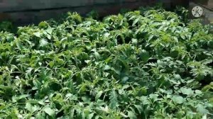 Сибирь. Началась продажа рассады цветов и овощей.