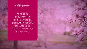 Magnolia, un aroma imperial