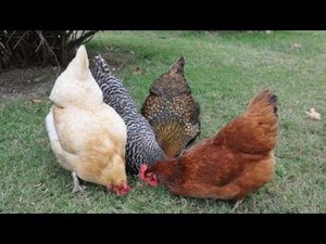 Схема пропаивания кур яичной и мясо-яичной породы, подходит и для уток.