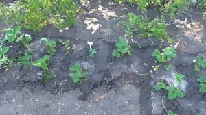 Клубника старая, клубника новая. Маточные кусты клубники