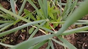 Лук шалот семейный, кудымкарский, видео 28
