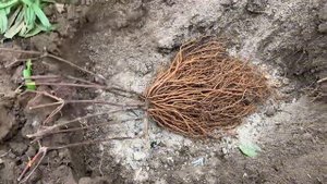 Обзор клематисов. 11 сортов. Как правильно делить куст