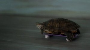 Черепашка на скейте