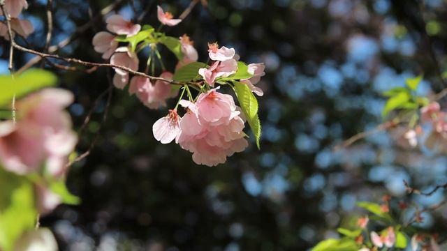 Пасхальное Поздравление | RadioMv смотреть онлайн