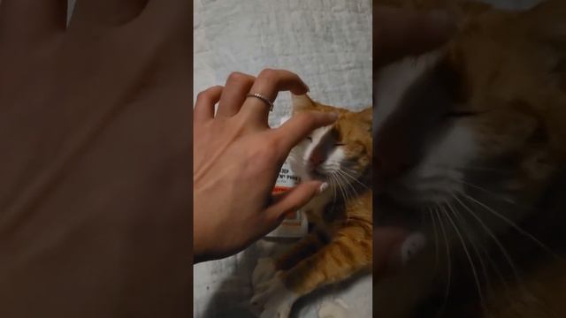 Почему на моем канале животные набирают больше просмотров, чем я сама?)) смотреть онлайн