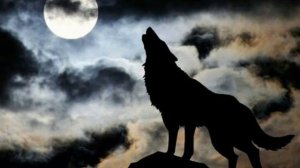 Вой волка Wolf howl