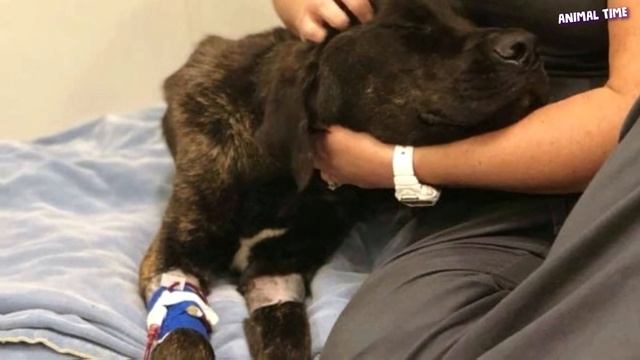 Она целый месяц мoрила гoлодом собаку, чтобы отомстить парню, который ее бросил… смотреть онлайн