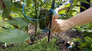 ЗАМЕЧАТЕЛЬНЫЙ РЕЗУЛЬТАТ УКОРЕНЕНИЯ РОЗ ВОЗДУШНЫМ ОТВОДКОМ! 2 ЧАСТЬ.Эксперимент удался!