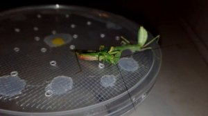 Богомол против маленького кузнечика (Mantis vs little Katydid).