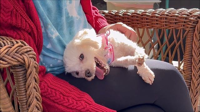 Saving Petunia! And she lived happily ever after! End the suffering of Texas Dogs! смотреть онлайн