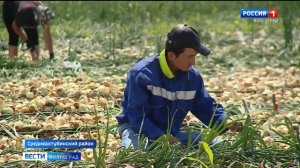 В Волгоградской области началась уборка лука