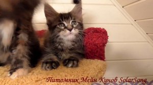 Котята Мейн Кун, 2 месяца, помёт от 17 августа 2016