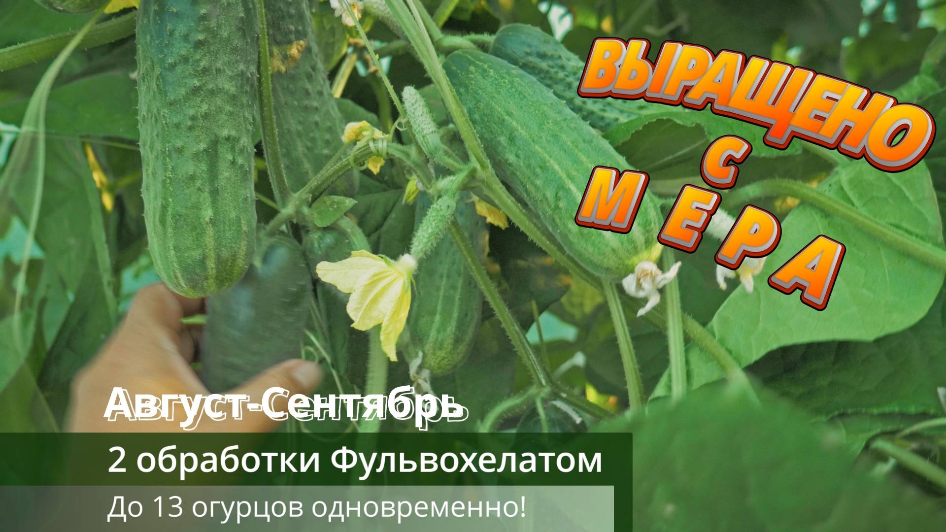 Огурцы в парнике завалили урожаем! Август-сентябрь на дворе, а урожай огурцов всё больше!