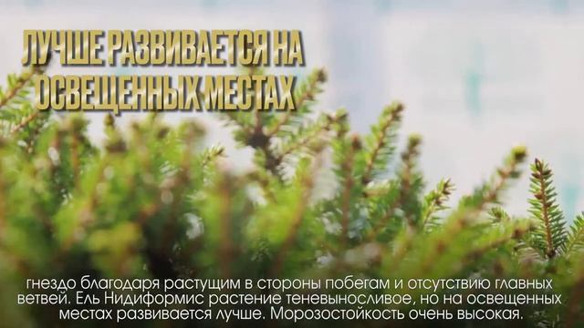 Ель Нидиформис в ландшафтном дизайне ? Питомник хвойных растений