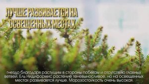 Ель Нидиформис в ландшафтном дизайне ? Питомник хвойных растений