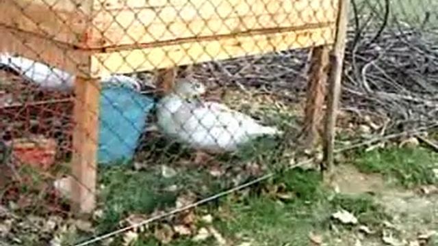 Aylesbury Ducks Splashy Time! смотреть онлайн