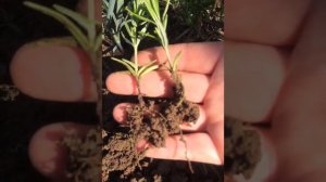 РОЗМАРИН способ размножения 💯%