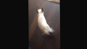 Скотч на лапах у кошки.