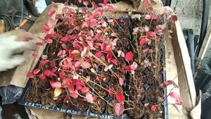 Пересадка голубики инвитро в горшки..mp4