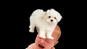 Жестокость собак. СОБАКА ТРАХНУЛА МЛАДЕНЦА БЕСПЛАТНО И БЕЗ СМС!!!