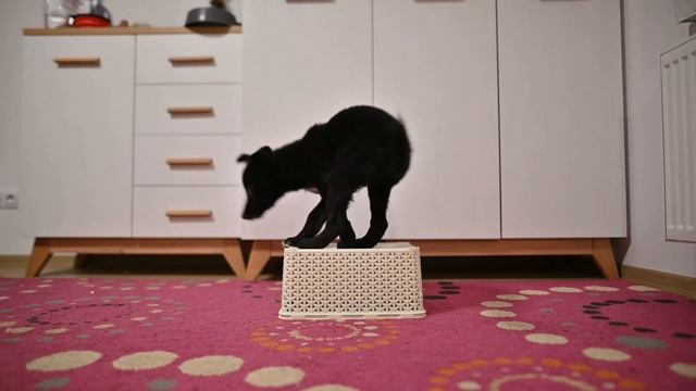 Eneffi Border Collie | 3 months смотреть онлайн