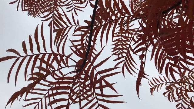 Autumn of Sorbus ’Dodong’ смотреть онлайн