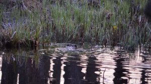 Бобры возвращаются в хатку | Beavers turn back to lodge