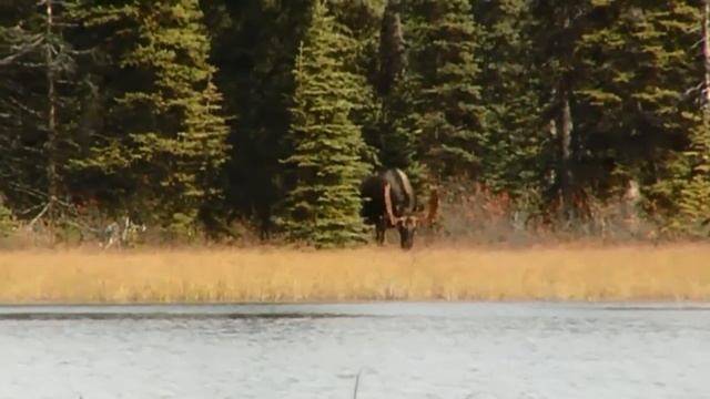 Barta Archery Moose Hunt! смотреть онлайн