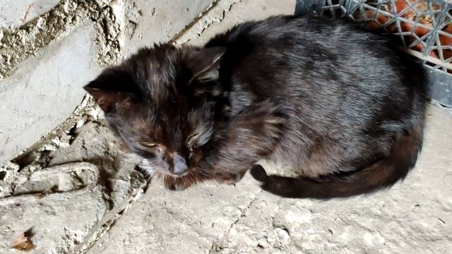 Гоняюсь за котом✅ кот Черныш младший. Chasing the cat✅ cat Chernysh Jr. смотреть онлайн