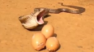 Змея съела 7 куриных яиц The snake ate 7 eggs.