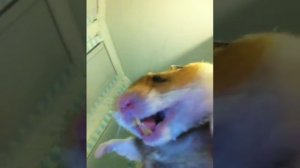 Зачем хомякам такие большие щёки ?