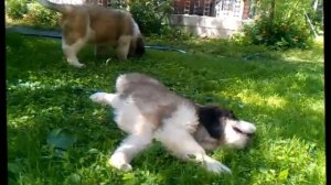 Щенки сенбернара 2,5 мес.