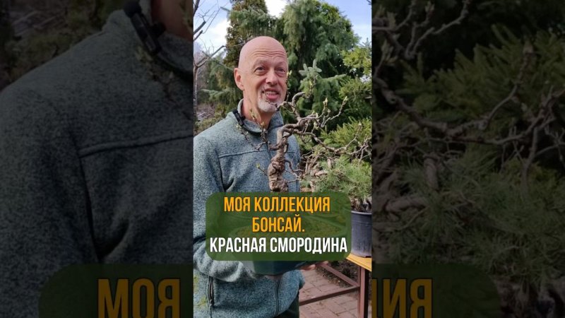 Моя коллекция бонсай. КРАСНАЯ СМОРОДИНА.