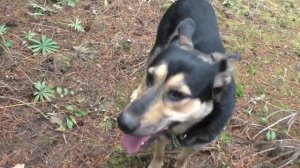 РЫЖИКИ! НА РАЗВЕДКУ ЗА ЦАРСКИМИ ГРИБАМИ! ГРИБЫ КОНЕЦ ОКТЯБРЯ!