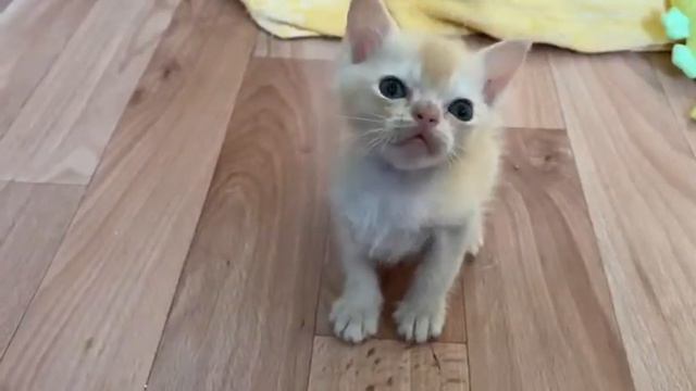 Aldis Burma - красный мальчик из помета G смотреть онлайн